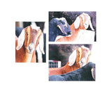 brown and black nubian goat canvas prints