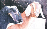 brown and black nubian goat canvas print