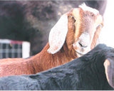 brown and black nubian goat canvas print